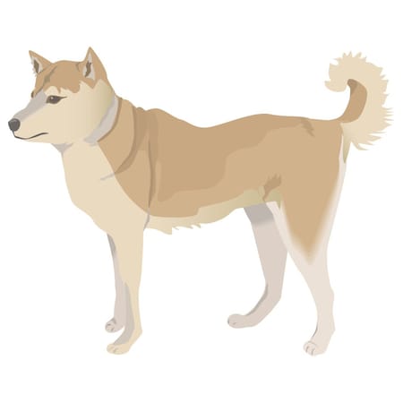 Signmission Finnish Spitz Dog Decal, Dog Lover Decor Vinyl Sticker D-12-Finnish Spitz